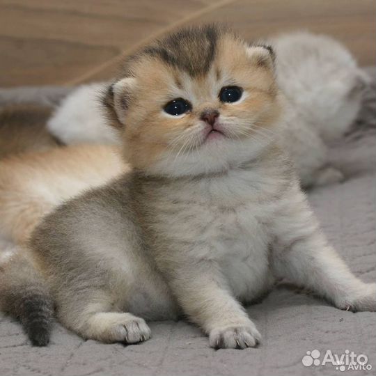 Клубные британские котята золотая шиншилла