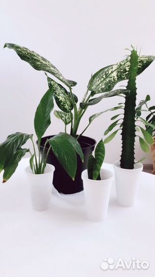 Диффенбахия Молочай Сансевиерия Спатифиллум