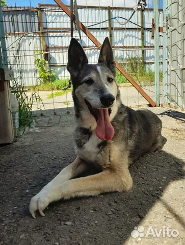 Ласковой Лизе очень одиноко в приюте