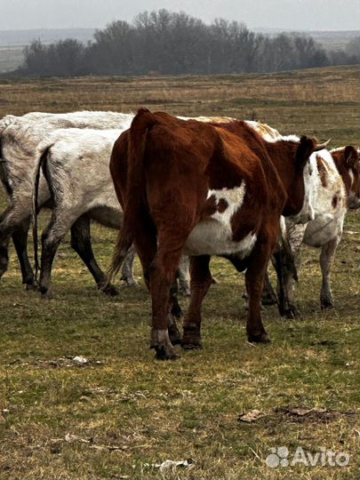 Коровы на мясо