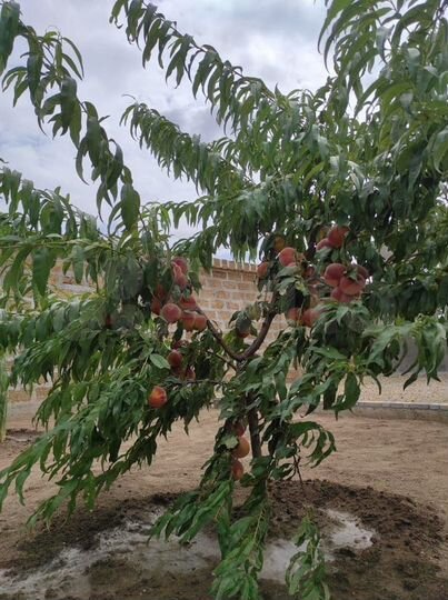 Дом 253 м² на участке 6 сот.