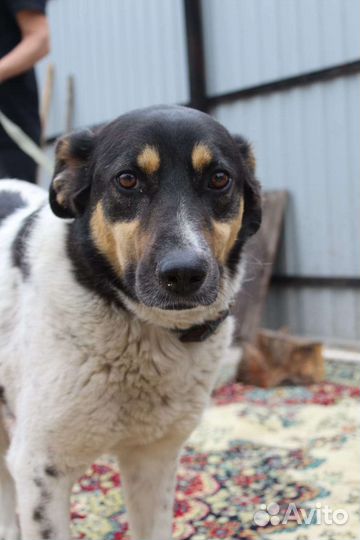 Сторожевой пес, охранник, мудрый друг