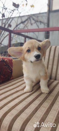 Корги