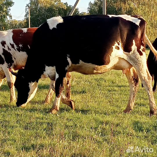 Продажа крс