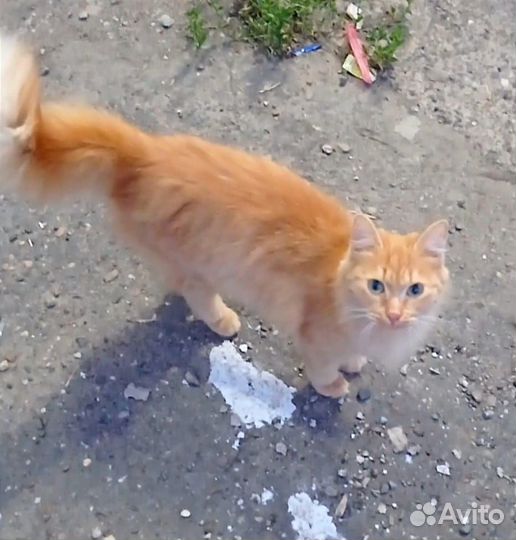Рыжая кошка