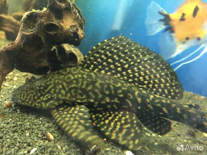 Птеригоплихт (парчовый сом) 16см