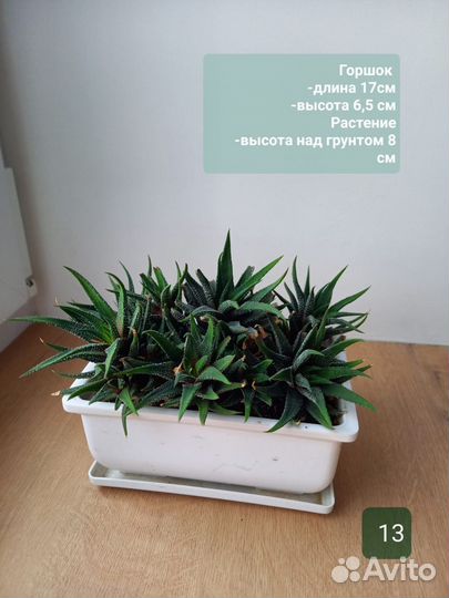 Кактусы и суккуленты