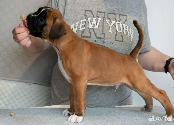 Щенки немецкого боксера