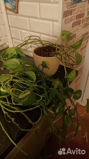 Комнатный уветок