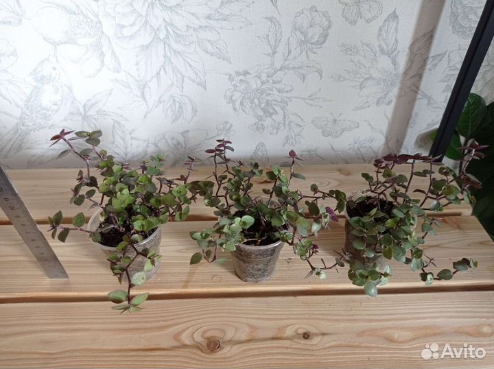 Венерин волос, каллизия, каланхое лечебное