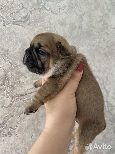 Французики