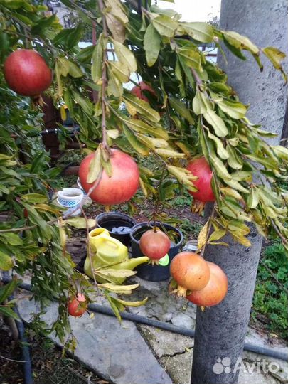 Саженцы плодовых деревьев граната