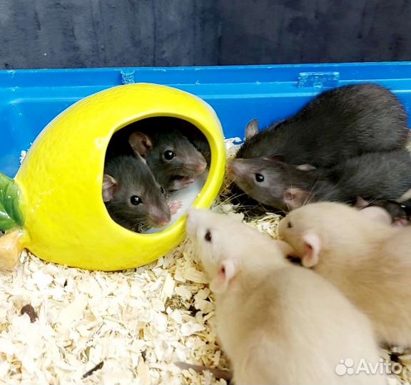 Декоративные крыски Дамбо