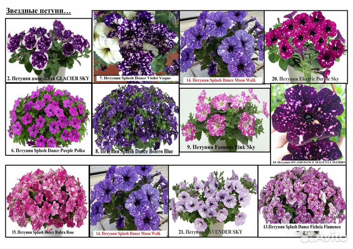 Вегетативная петуния и коллекционная мята