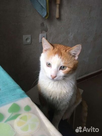 Котик в дар