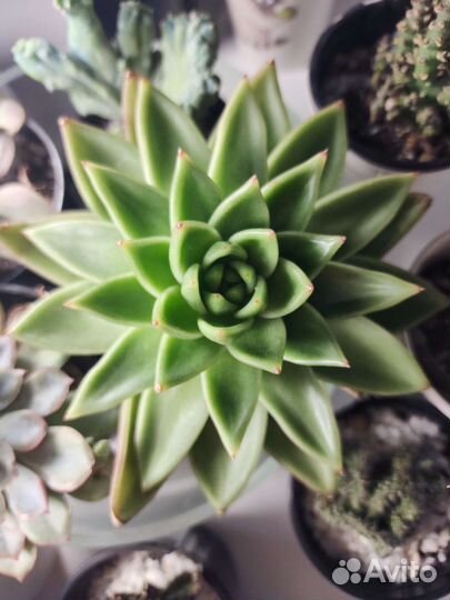 Эхеверия агавовидная