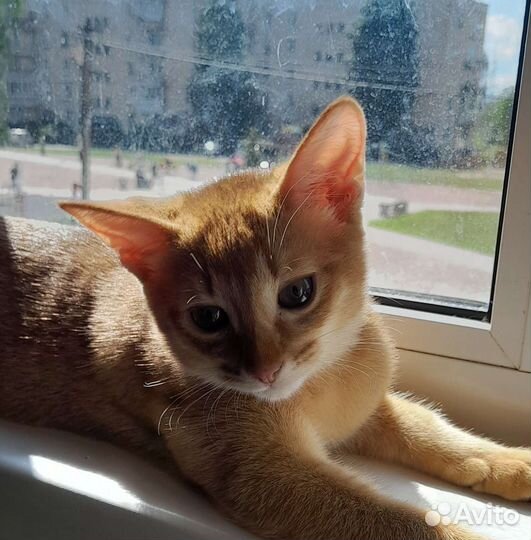 Абиссинский котенок