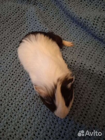 Морская свинка