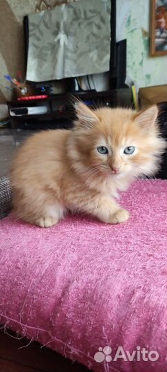 Рыжее солнышко