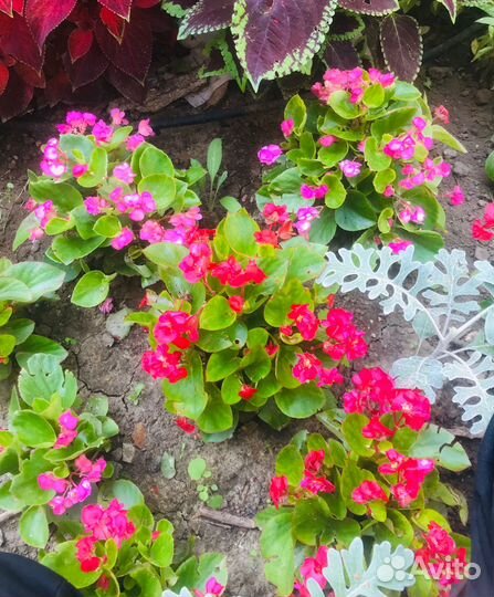 Бегония вечноцветущая