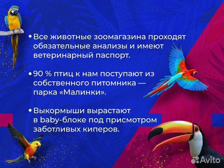 Кенар серый