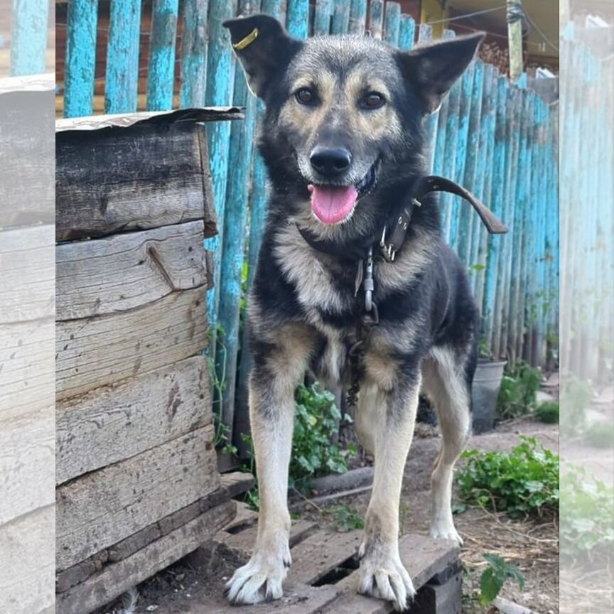 Собаки бесплатно в добрые руки