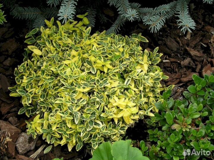 Бересклет Форчуна Эмеральд Голд