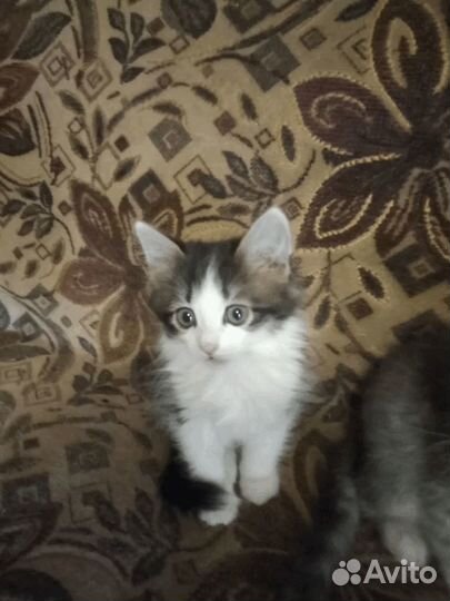 Отдам котят в добрые руки бесплатно