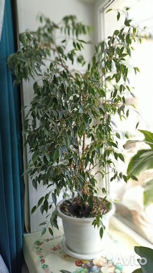 Фикус бенджамина большой