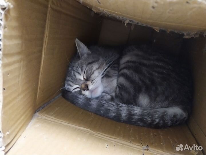 Кошка для вязки