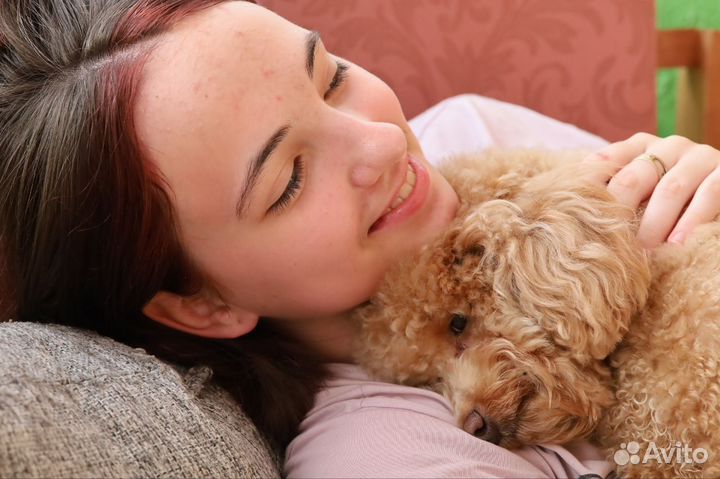 Выгул собак