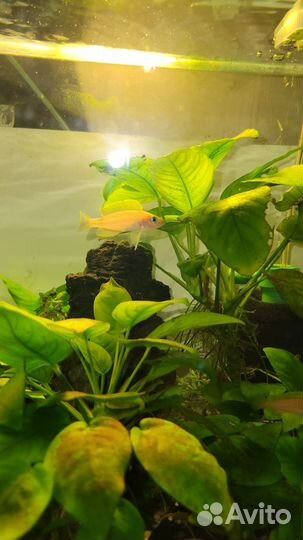 Lamprologus caudopunctatus /лампрологус