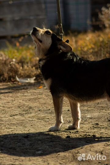 Жулик,компаньон