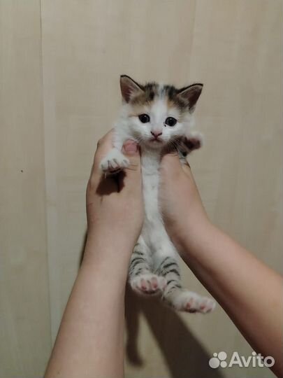 Котята в добрые руки девочка