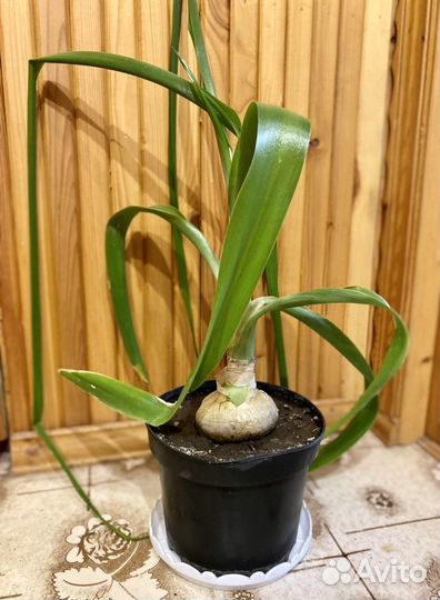 Индийский лук