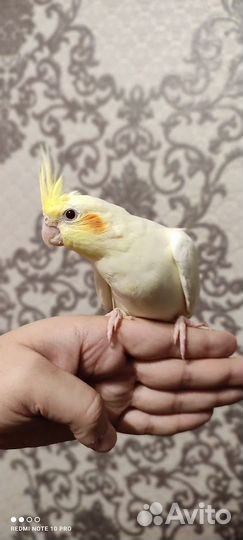 Попугайчики Корелла пара