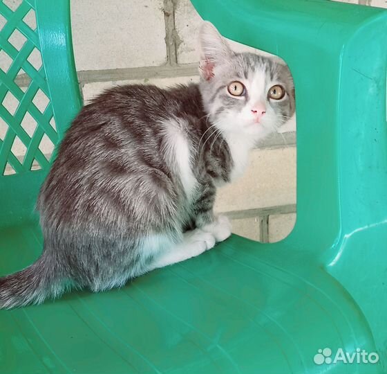 Котик 3,5 месяцев. В добрые руки