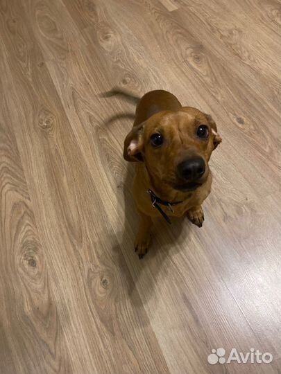 Вязка такса