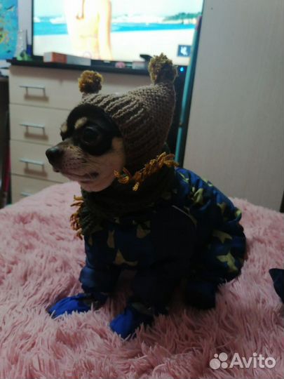 Шапка с ушками для собак мелких пород