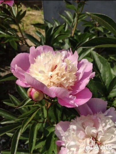 Пион Боул оф бьюти