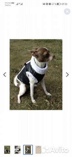 Жилетка/куртка для собак. Демисезон