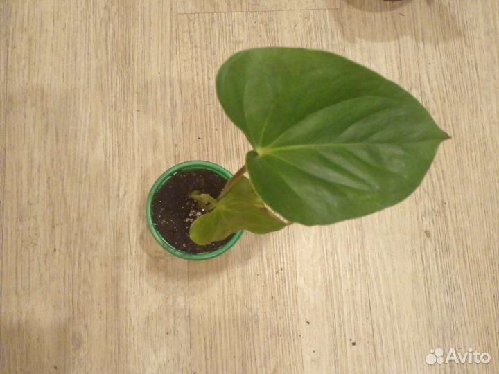 Антуриум андре