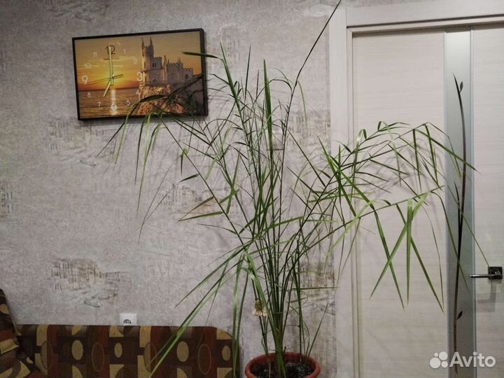 Большие комнатные растения