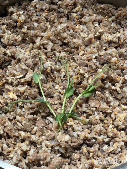 Натуральные рационы для собак