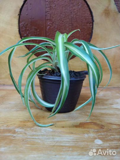 Хлорофитум Бонни (кучерявый)