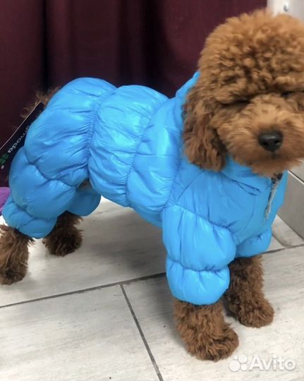 Зимний комбинезон для маленьких собак