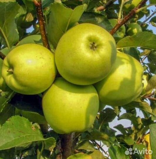 Саженцы яблони Семеренко