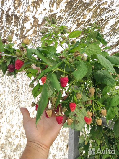 Ремонтантная малина 