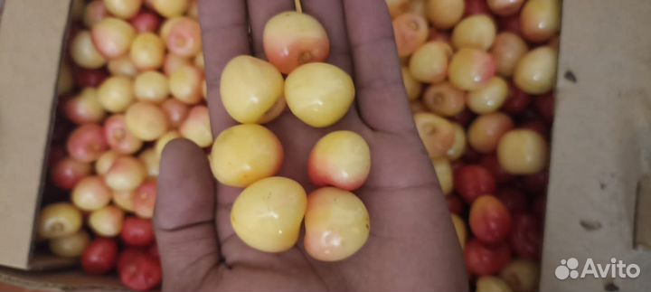 Белая черешня