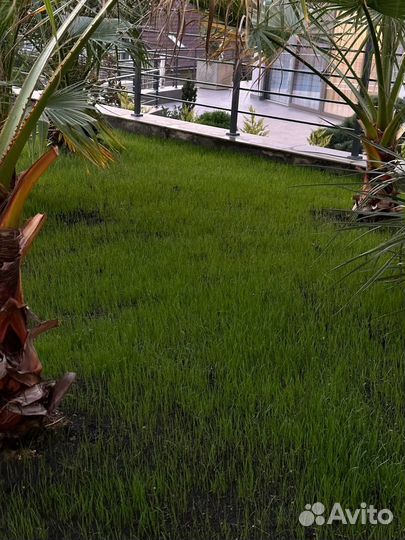 Семена газонной травы